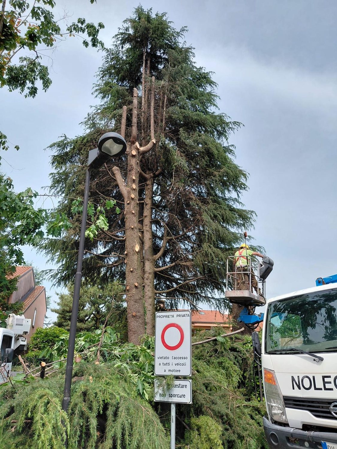 Potatura di alberi ad alto fusto con piattaforma aerea